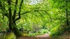 Tree over river - Woodleigh Woods