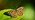 Speckled wood butterfly resting on leaf