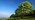 Whitebeam tree in a field against a blue sky