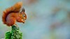 Red squirrel feeding