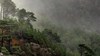 Misty mountainside, Scots Pine, Ben Shieldaig